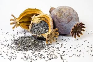 تاریخچه تریاک