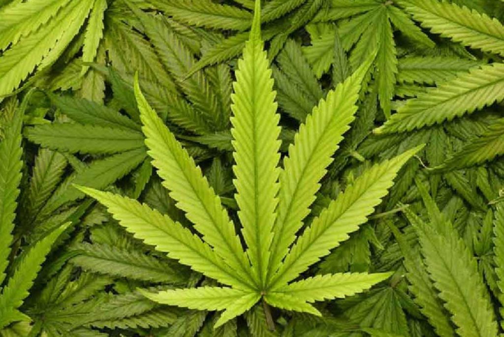 کانابیس علف