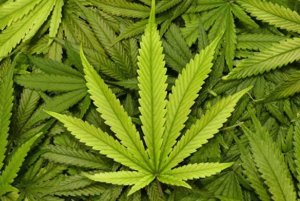 کانابیس علف