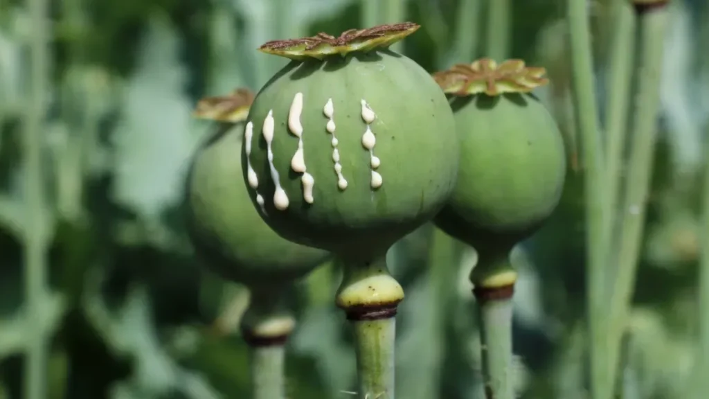 کمپ-ترک-اعتیاد-تریاک