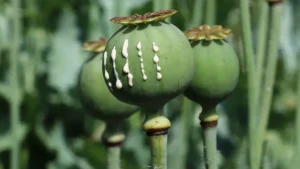 کمپ-ترک-اعتیاد-تریاک